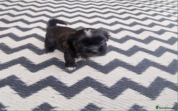Shih Tzu dogs for sale: wonderful puppies  - Image 14