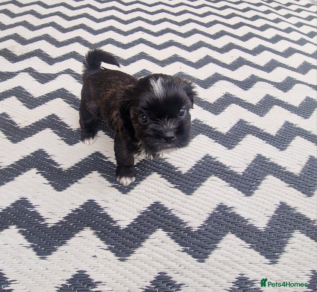 Shih Tzu dogs for sale: wonderful puppies  - Image 14