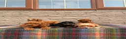 Cockapoo dogs for sale: F1 Cockapoos (council licensed)  in Stourport-on-Severn - Advert 11