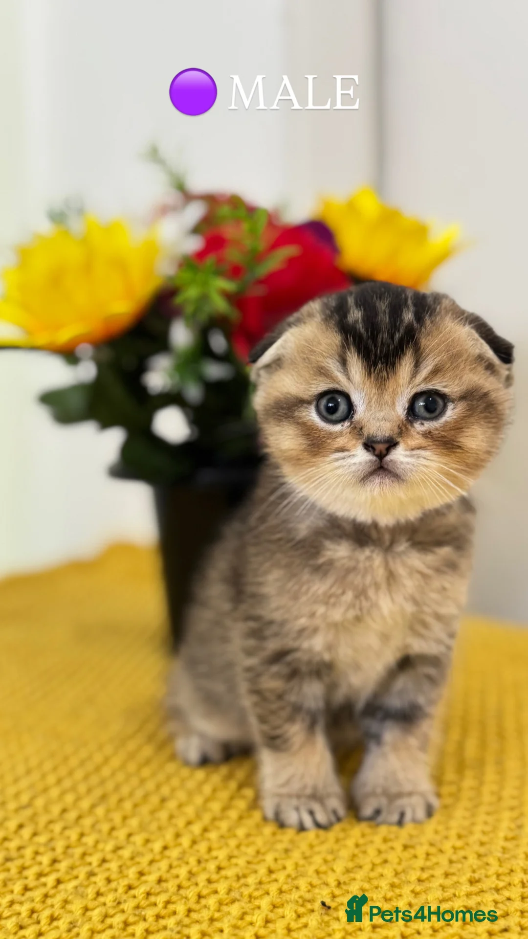 Scottish Fold cats for sale: Scottish Fold X British Shorthair Kittens - Advert 2