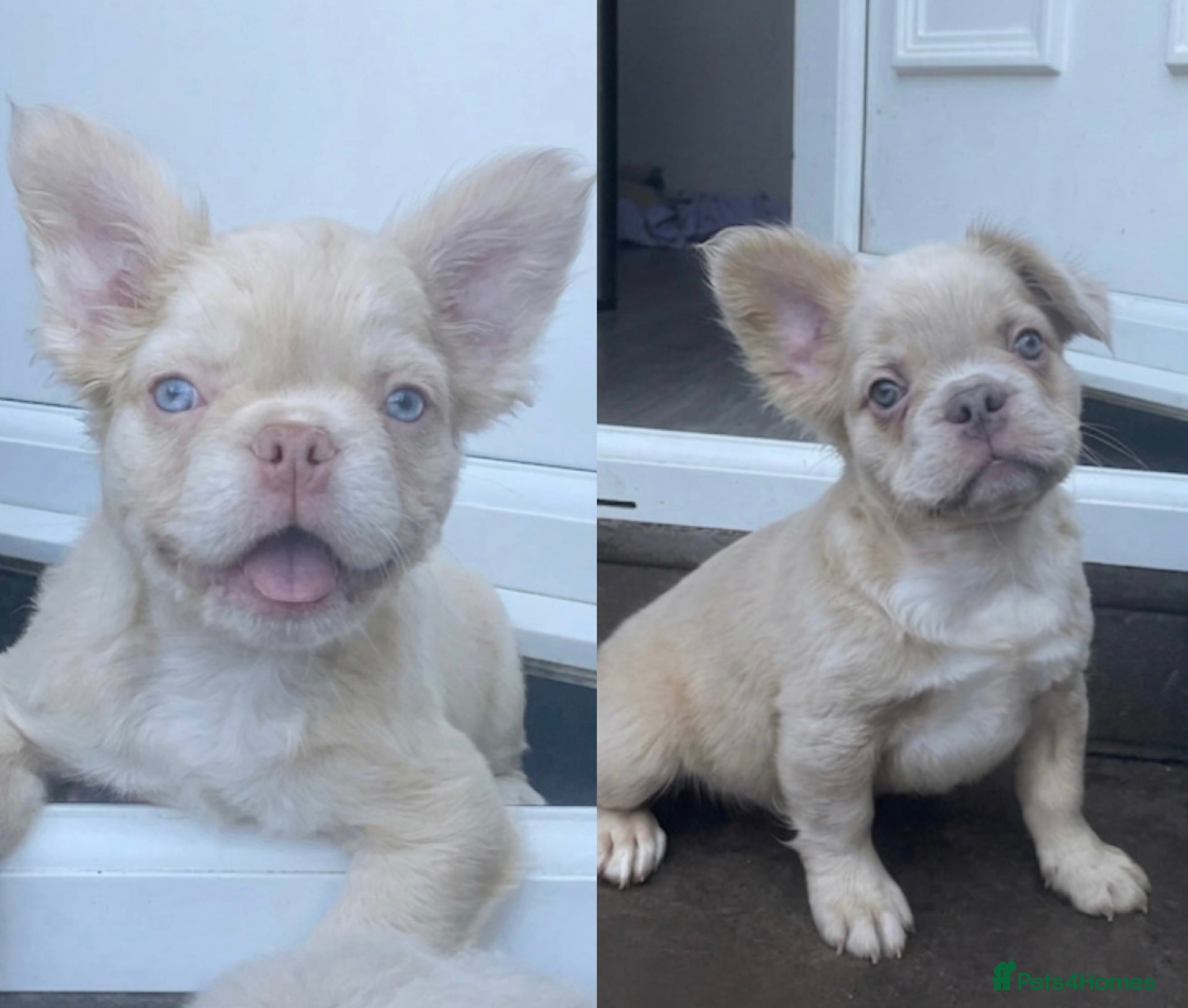 French Bulldog dogs 🔥 Male Platinum Fluffy Frenchies -Carrying PINK  - Advert 1