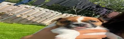 Jack Russell dogs for sale: Jack russell puppies  - Advert 19