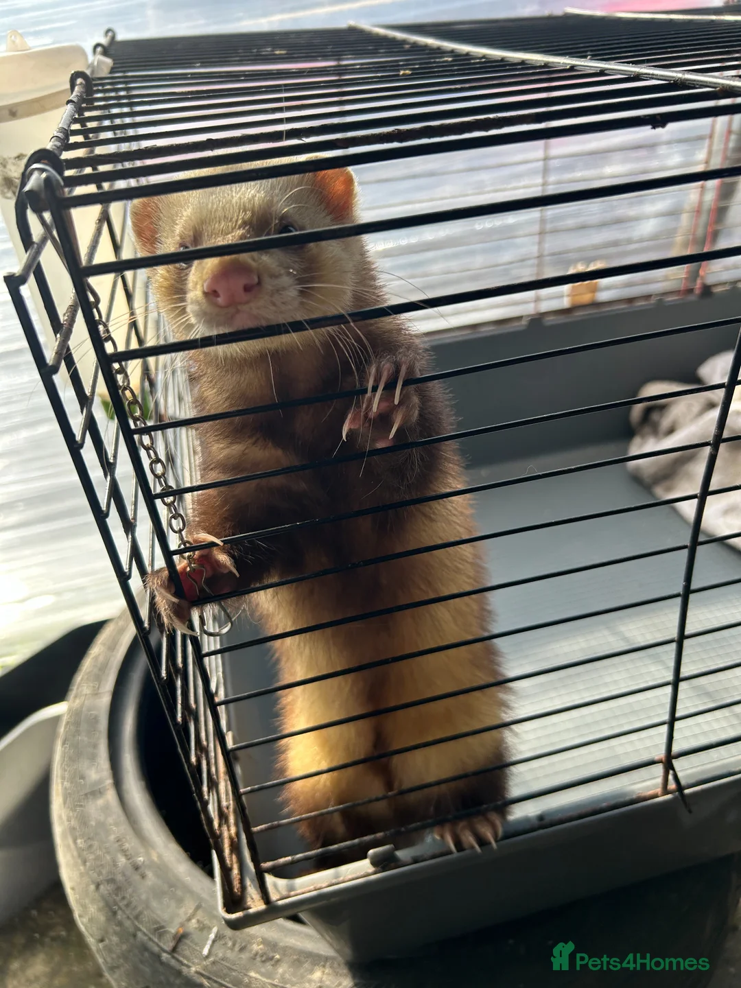 Ferret rodents for sale: Male Ferrets Hobs for Sale x2, 1 yr old, friendly in Etchingham - Advert 2
