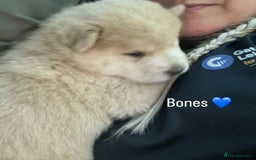 Siberian Husky dogs for sale: 3 fluffy chowski’s  - Advert 13