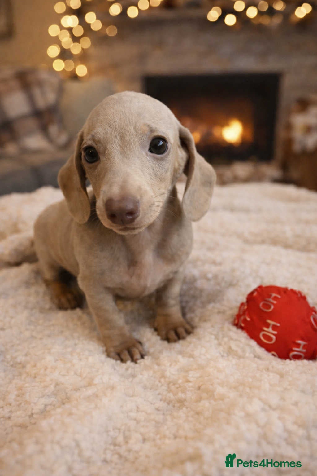 Miniature Dachshund dogs Miniature dachshund  - Advert 4