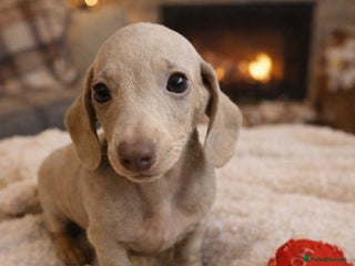 Miniature Dachshund dogs Miniature dachshund - Advert 4