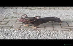 French Bulldog dogs for sale: 💝 DWKC registered champion bloodlines💖 - Image 11