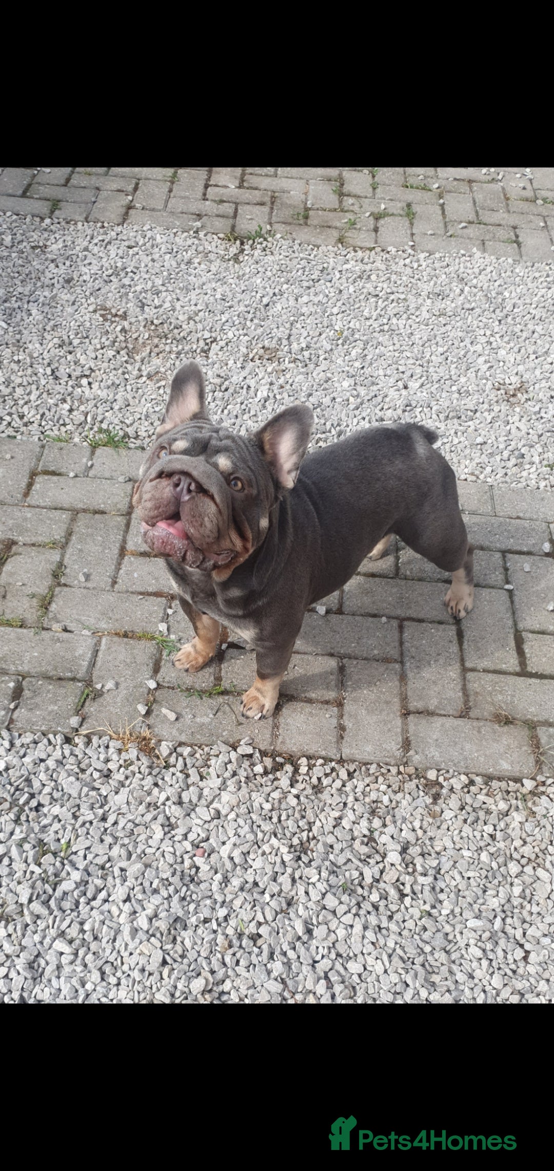 French Bulldog dogs for sale: 💝 DWKC registered champion bloodlines💖 - Image 11
