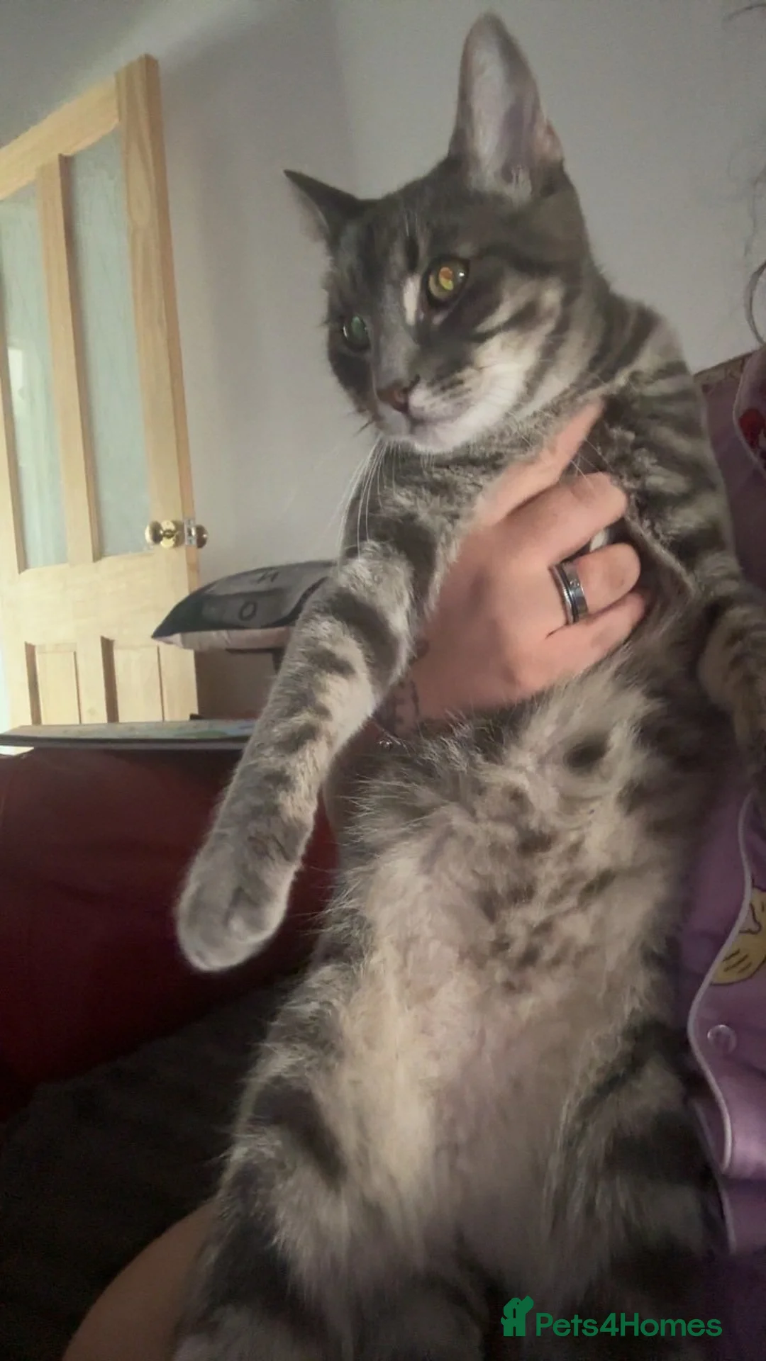 Mixed Breed cats for sale: Maine Coon X Russian Blue in Rotherham - Advert 2