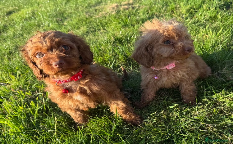 Cockapoo dogs - Advert 4