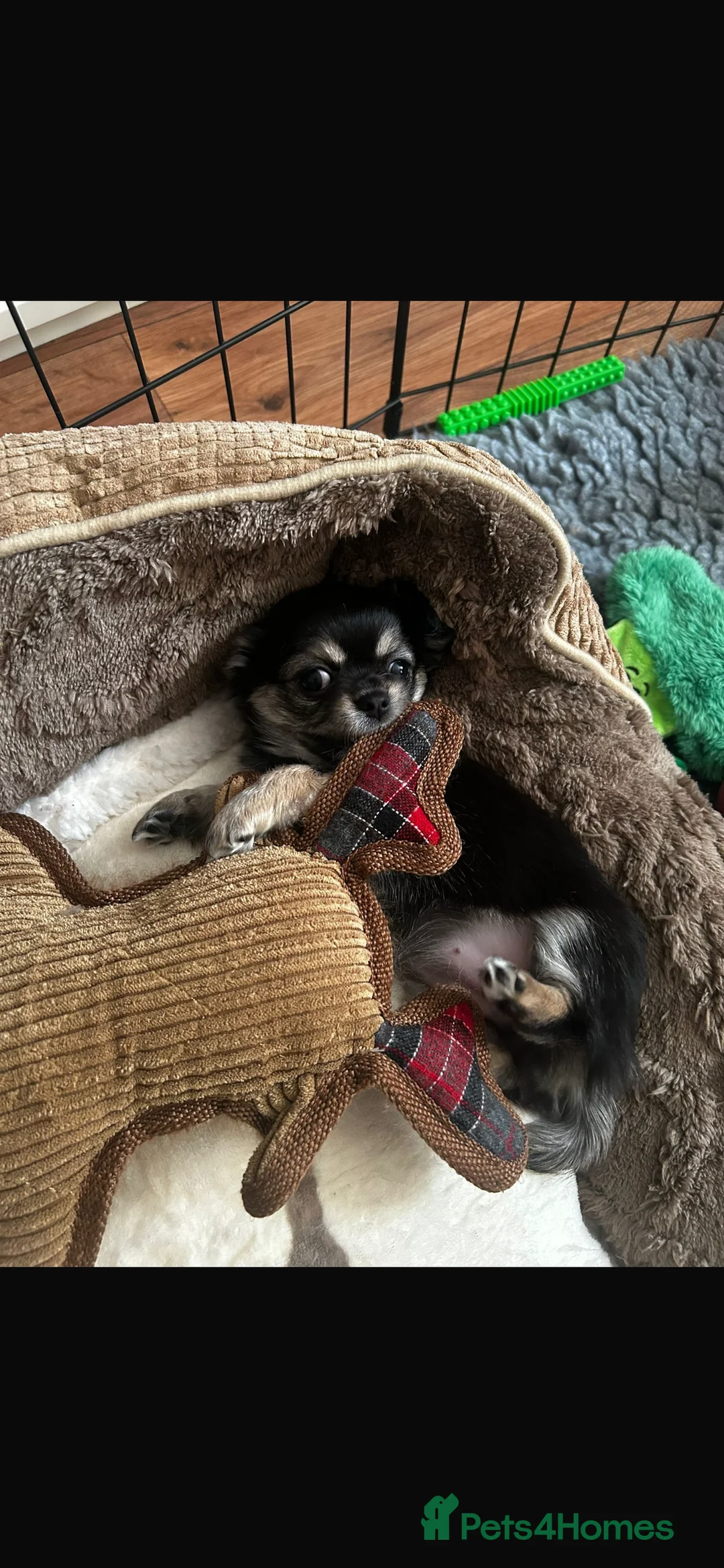 Chihuahua dogs for sale: Black and Tan girl - Advert 12