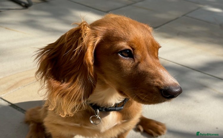 Cocker Spaniel dogs in Ottery Saint Mary - Advert 6