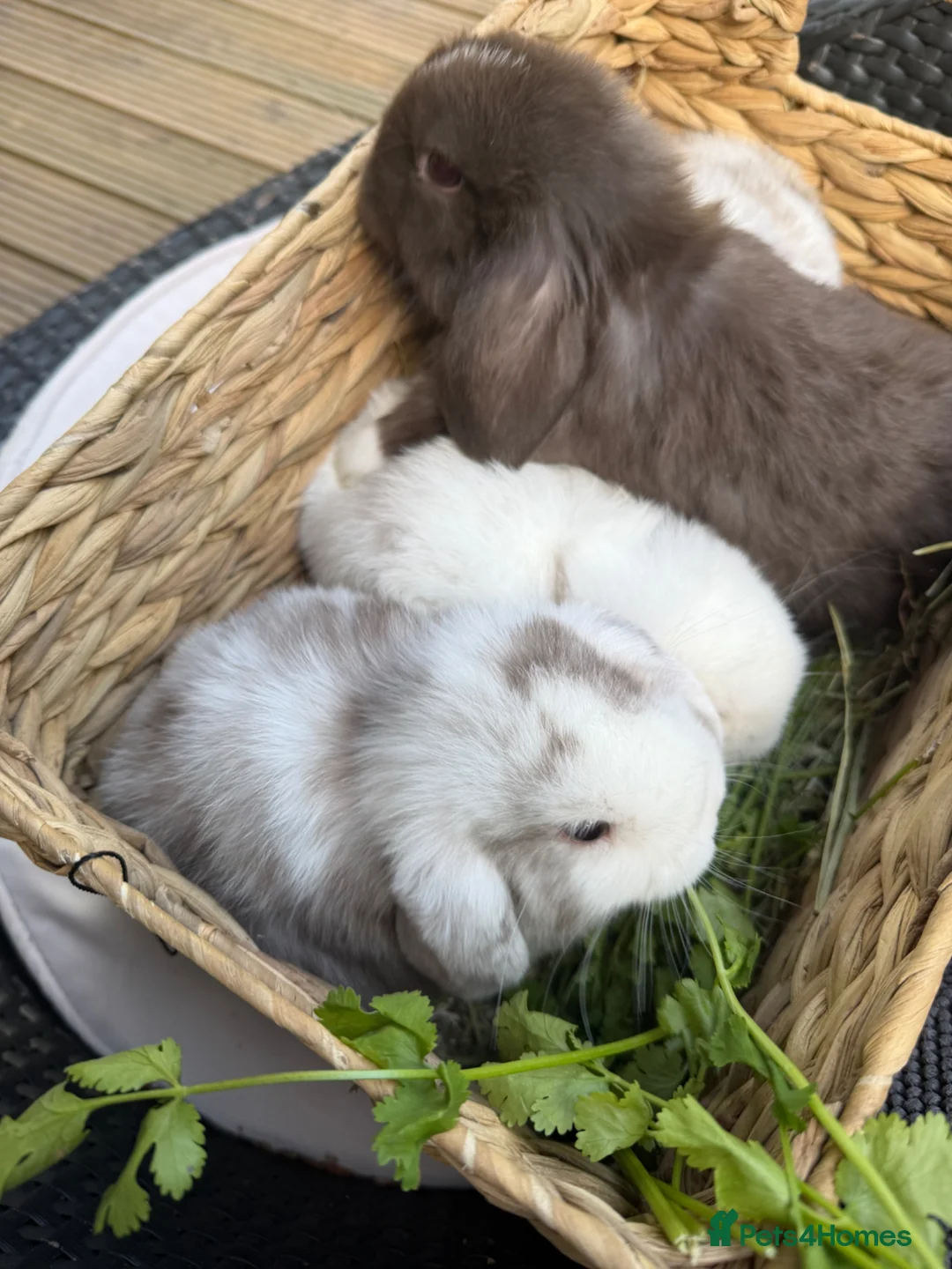 Mini Lop rabbits for sale: Stunning mini lops - Advert 13