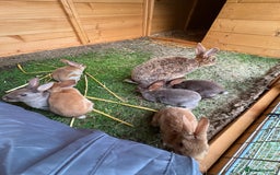 Rex rabbits for sale: Rex rabbits for sale - Image 11