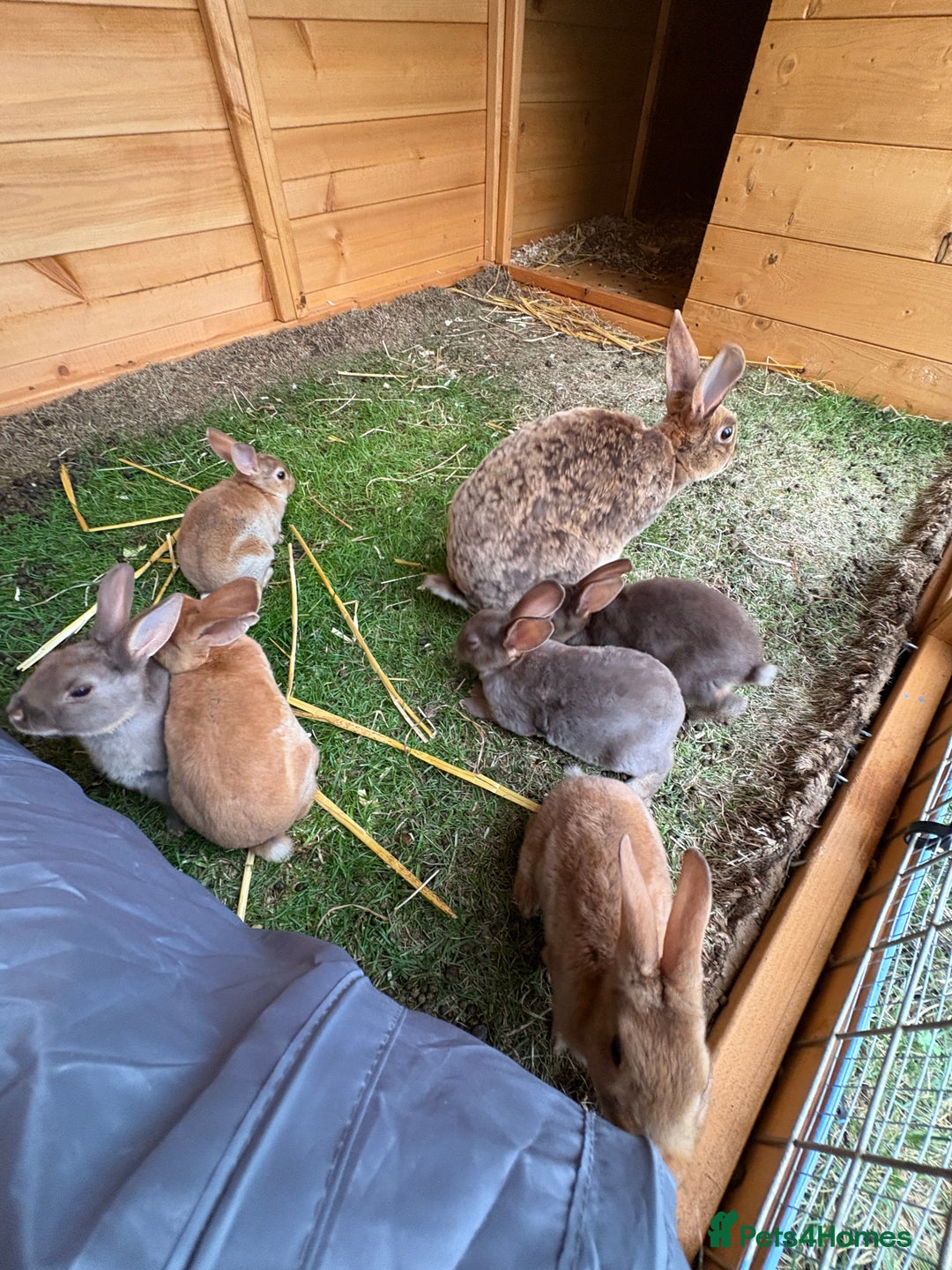 Rex rabbits for sale: Rex rabbits for sale - Image 11