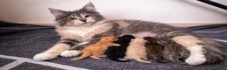 Maine Coon cats for sale: Maine Coon Litter - Advert 1