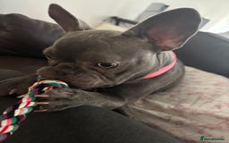 French Bulldog dogs for sale: Female French Bulldog 7 months  - Image 2