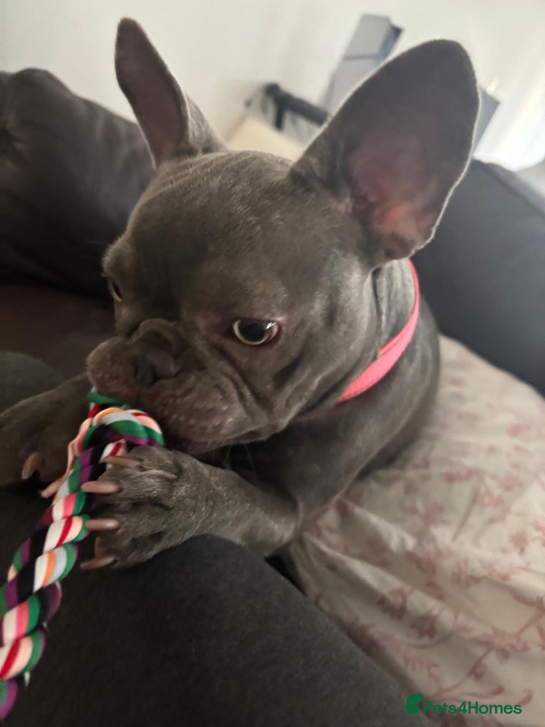 French Bulldog dogs for sale: Female French Bulldog 7 months  - Image 2