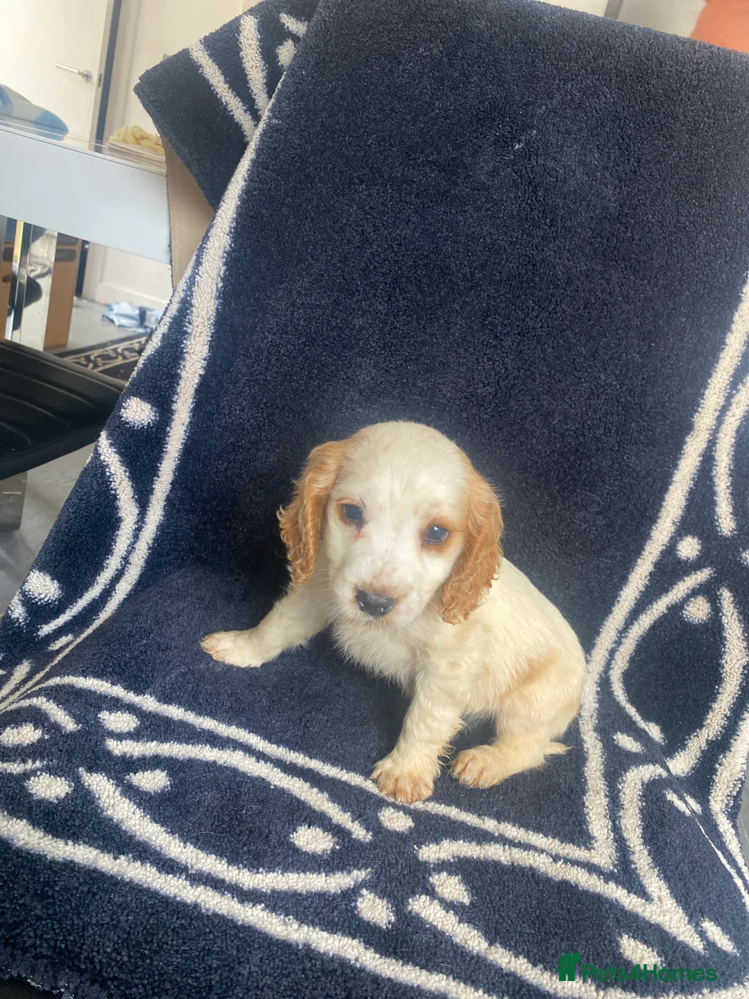 Cocker Spaniel dogs for sale: Cocker spaniel puppies  - Advert 2