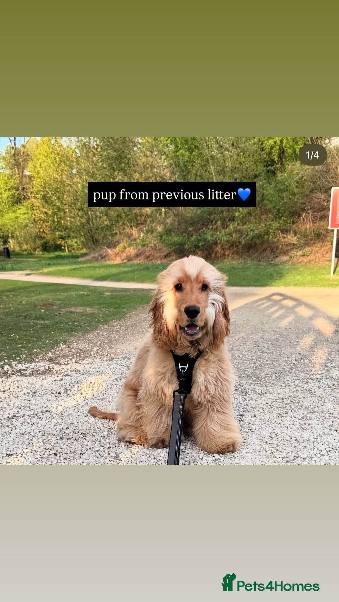 Cocker Spaniel dogs for sale: Waiting list now open🌟Villaspaniol lines - KC REG - Advert 12