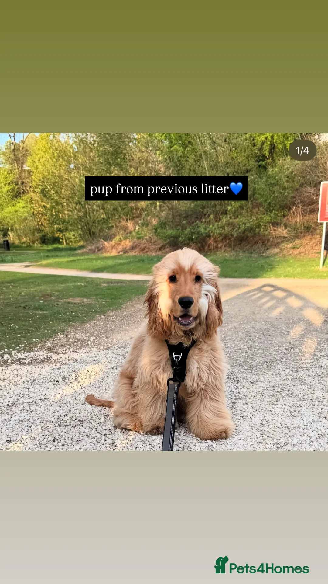 Cocker Spaniel dogs for sale: ✨🩷2 Girls Available 🎀Villaspaniol lines - KC REG - Advert 12