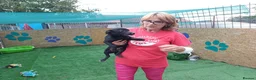 Mixed Breed dogs for adoption: 🐾🖤EBONY – A BEAUTIFUL BOY FOR A LOVING HOME🖤🐾 - Advert 1