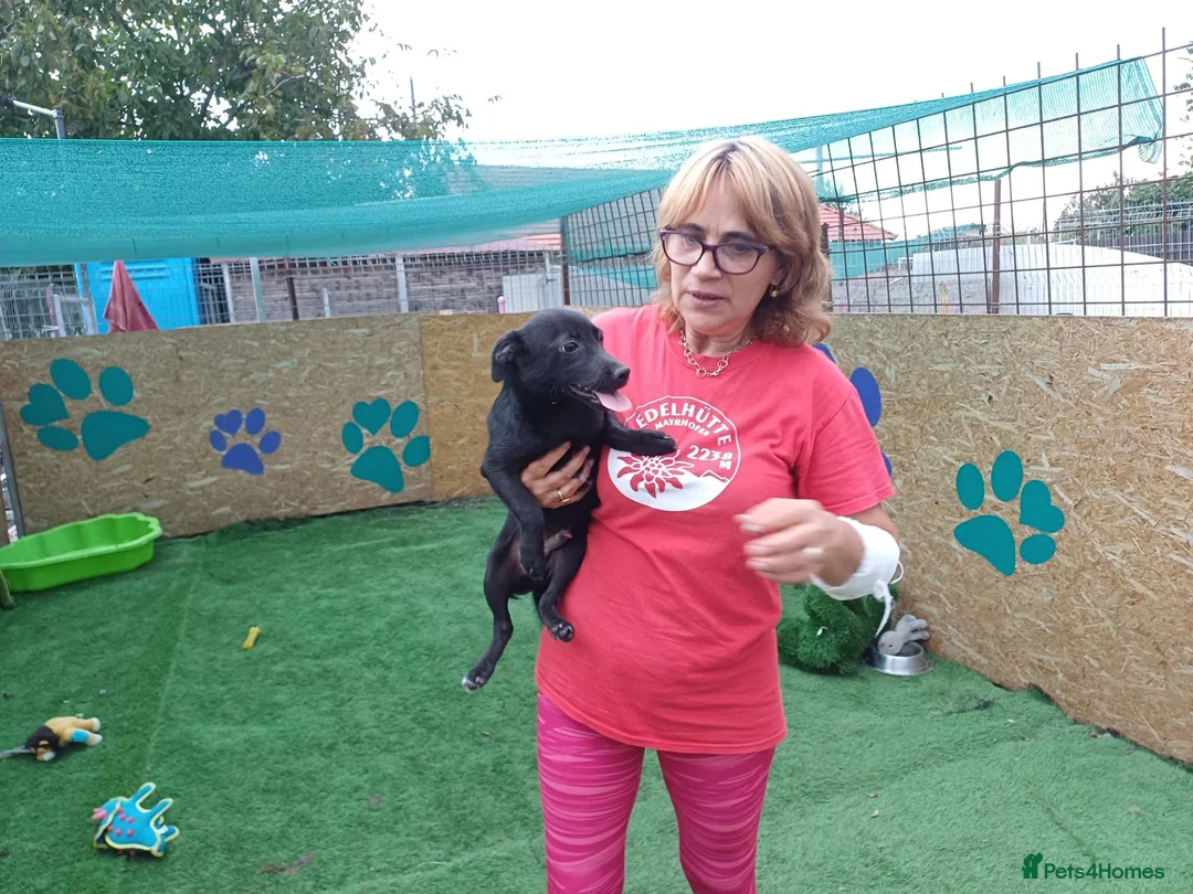 Mixed Breed dogs for adoption: 🐾🖤EBONY – A BEAUTIFUL BOY FOR A LOVING HOME🖤🐾 - Advert 1