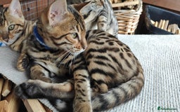 Bengal cats for sale: 1no. Female & 1no. Male Bengal Kittens available - Image 22