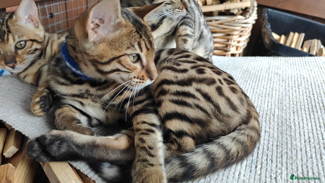 Bengal cats for sale: 1no. Female & 1no. Male Bengal Kittens available - Image 22