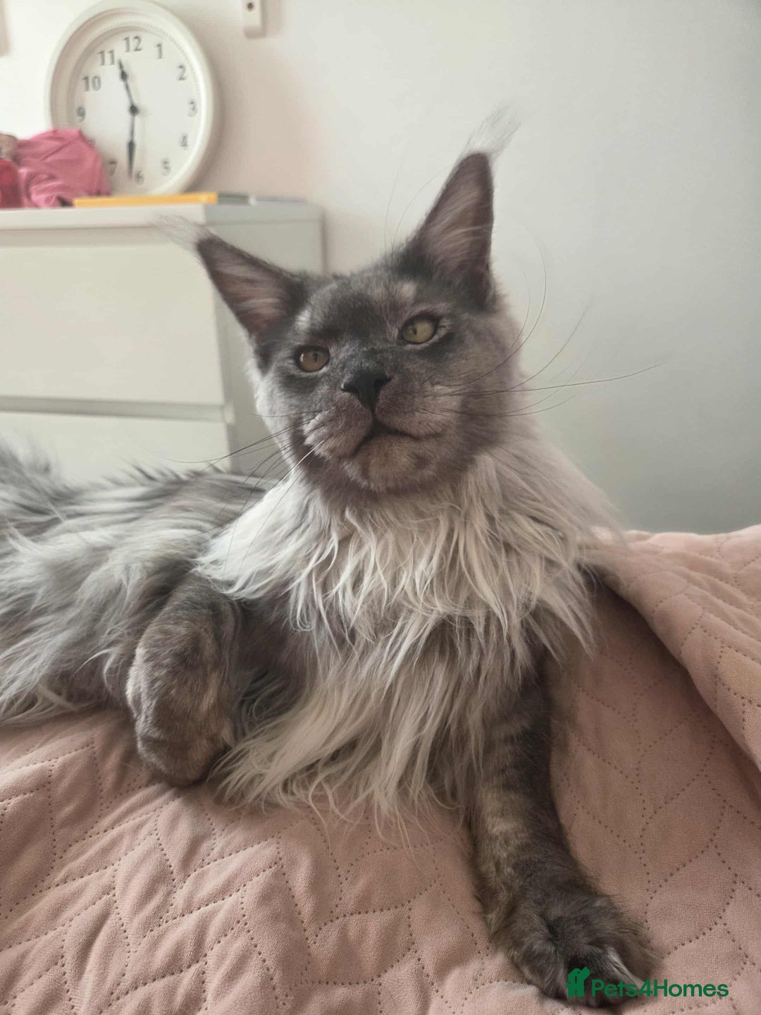 Maine Coon cats for stud: Proven Stud with Full Pedigree! - Advert 1