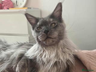 Maine Coon cats Proven Stud with Full Pedigree! - Advert 14
