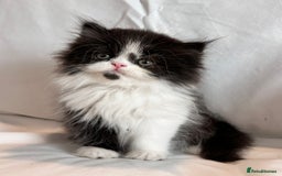 Persian cats for sale: 3 Cuddly Persian Babies❤️ - Image 15