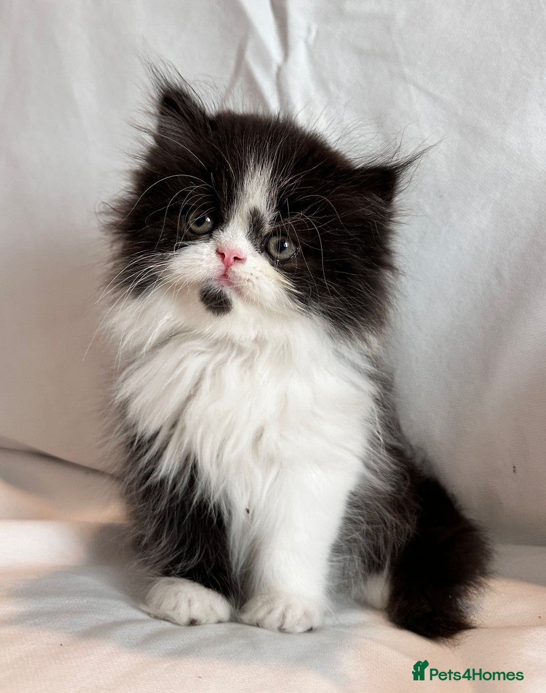 Persian cats for sale: 3 Cuddly Persian Babies❤️ - Image 15