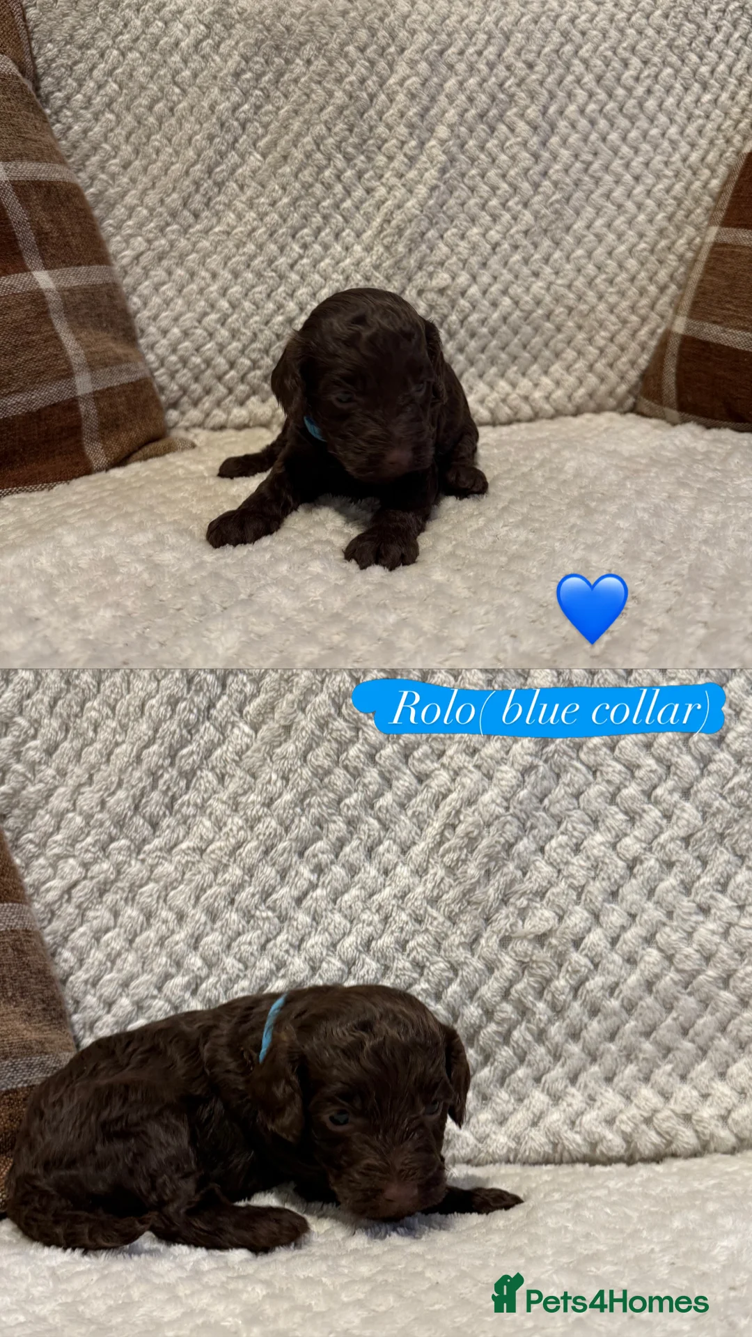 Cockapoo dogs for sale: Beautiful F2B cockapoos - Advert 14