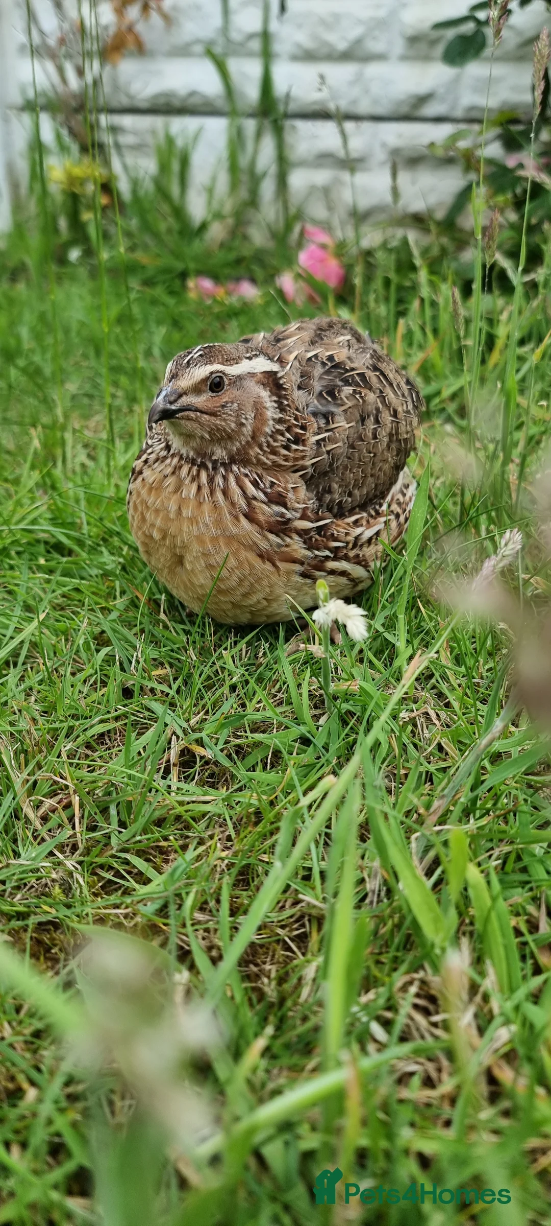 Quail poultry for sale: 🐣 Live Coturnix Jumbo Quail for Sale  in Birmingham - Advert 11