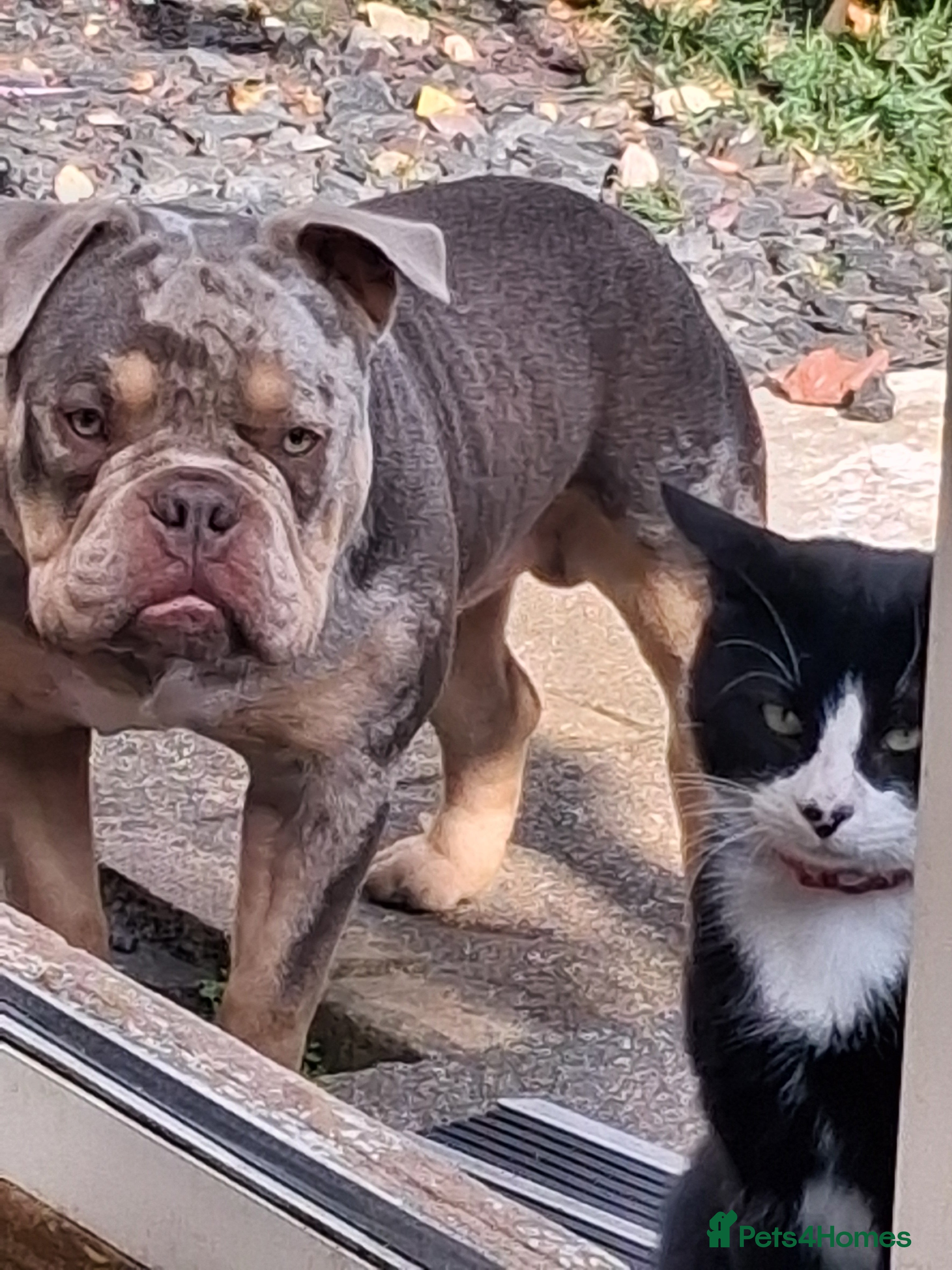 American Bully dogs American Bully Poket Boys - Advert 3