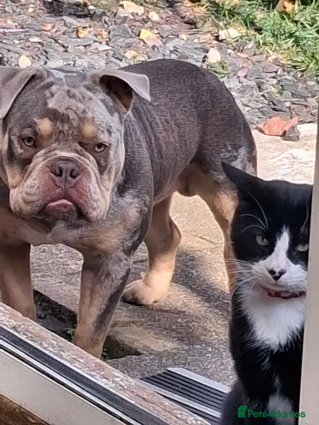 American Bully dogs for sale: American Bully Poket Boys - Advert 1