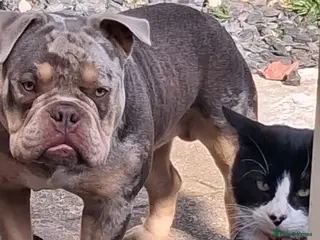 American Bully dogs American Bully Poket Boys - Advert 1