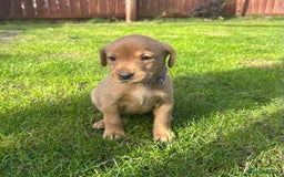 Labrador Retriever dogs for sale: Beautiful litter of KC labrador puppies  - Image 8