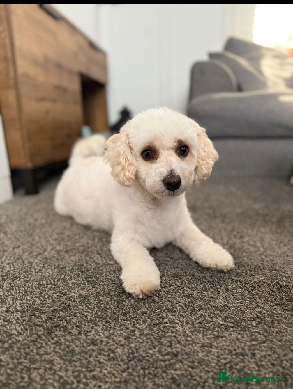Mixed Breed dogs 4 beautiful cavapoochon MERLE puppies - Advert 2