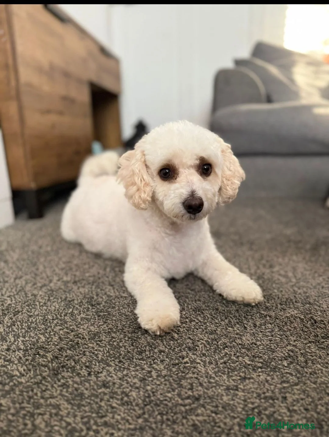 Mixed Breed dogs for sale: 4 beautiful cavapoochon MERLE puppies - Advert 2