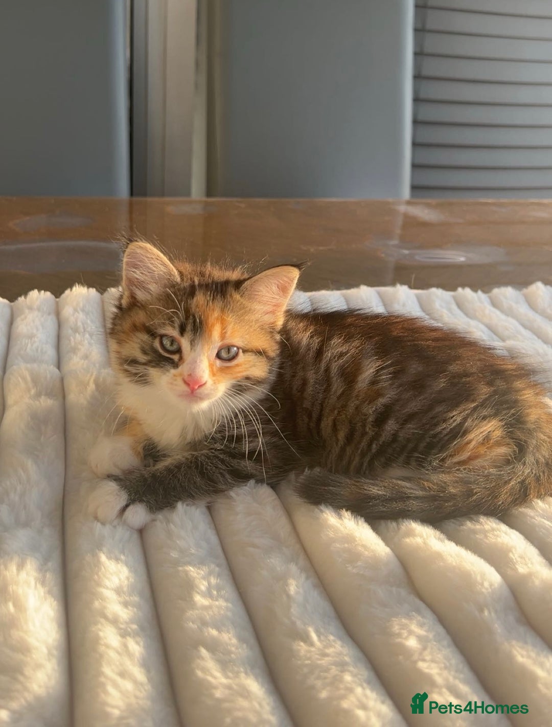 Scottish Fold cats for sale: Scottish Fold/ ALL PRICE NEGOTIABLE! 🐾  - Image 5