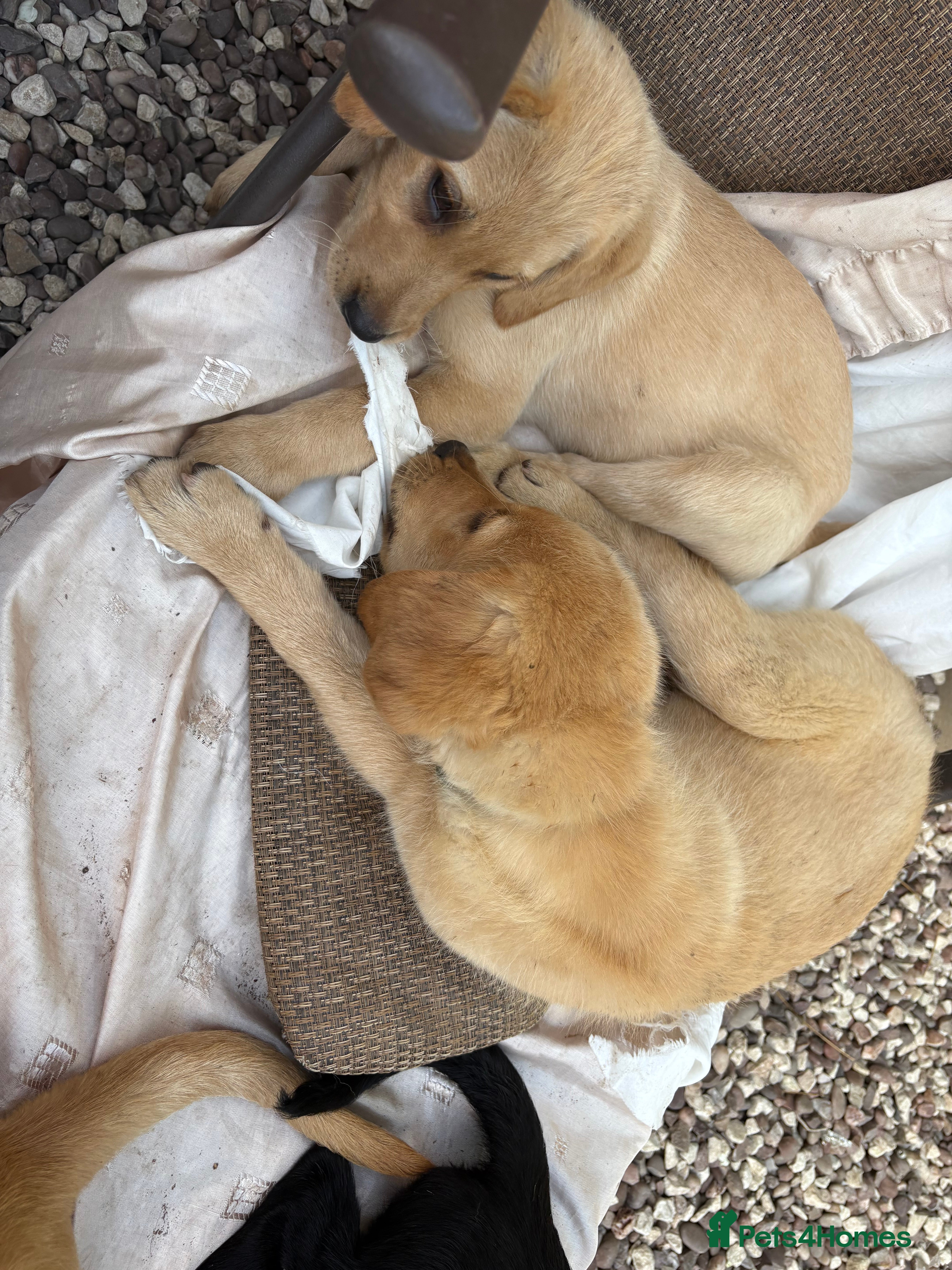 Labrador Retriever dogs Mixed litter black and blonde Labrador puppies  - Advert 2