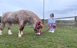 Welsh Section A horses for sale: Toni The Pony 10.3hh Mare 🦄 - Image 16