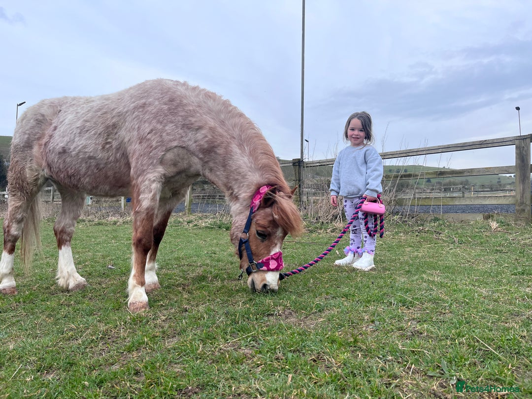 Welsh Section A horses for sale: Toni The Pony 10.3hh Mare 🦄 - Image 16