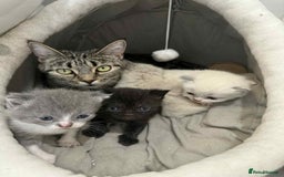 Mixed Breed cats for sale: 4 delightful Exotic X kittens  - Image 3