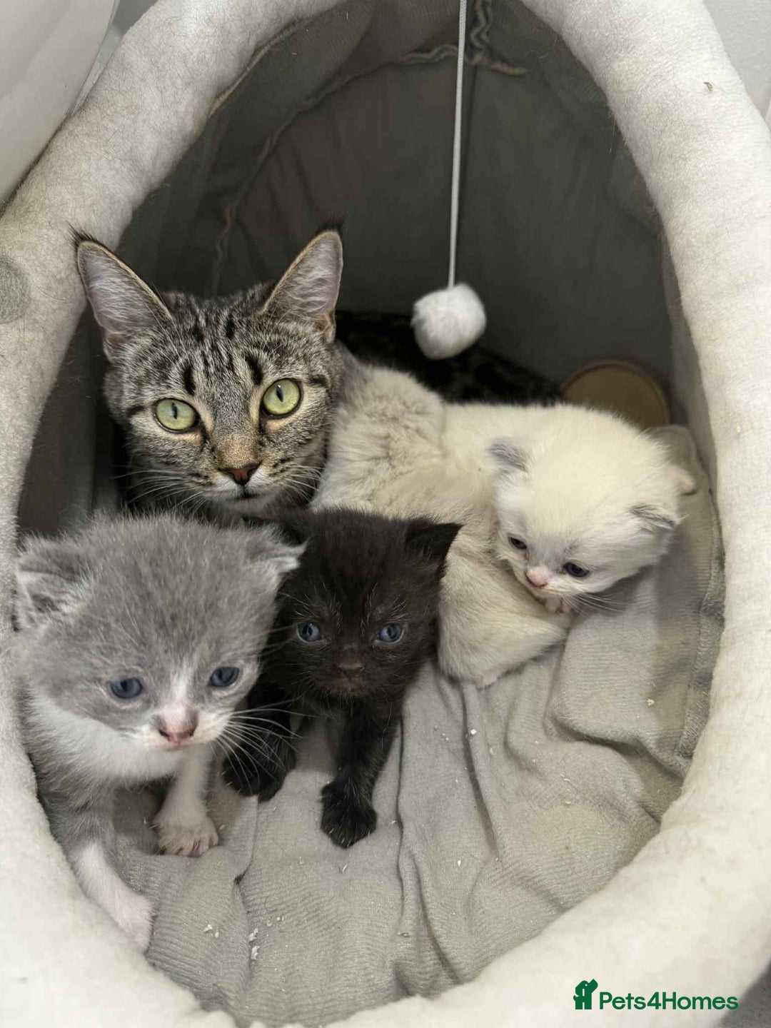 Mixed Breed cats for sale: 4 delightful Exotic X kittens  - Image 3