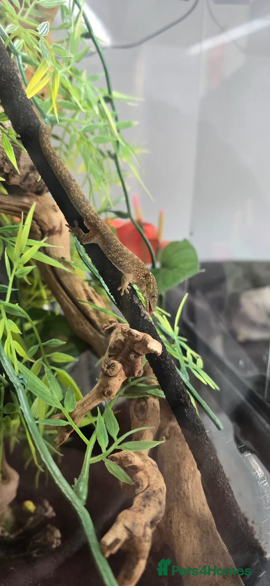 Gecko reptiles for sale: Chameleon gecko  in Chesterfield - Advert 2