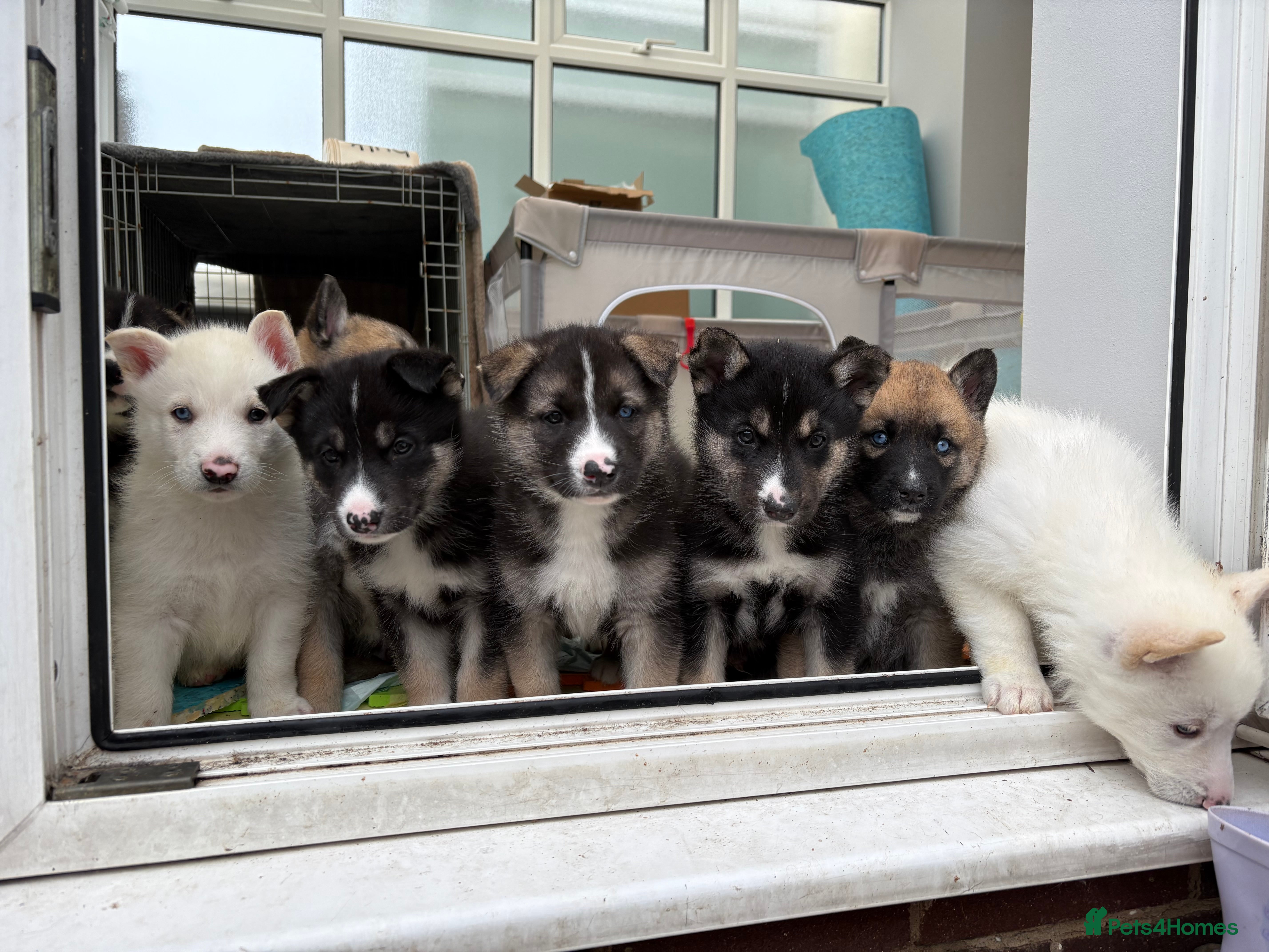 Shepsky dogs STUNNING SHEPSKY PUPPIES! - Advert 14