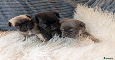 Pug dogs - Advert 2